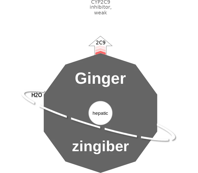 Ginger ballicule: receptor binding, kinetics and half-life diagram