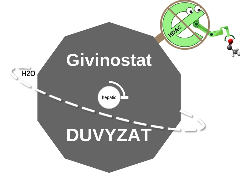 Givinostat ballicule: receptor binding, kinetics and half-life diagram