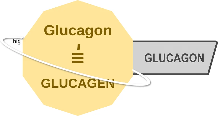 Glucagon ballicule: receptor binding, kinetics and half-life diagram