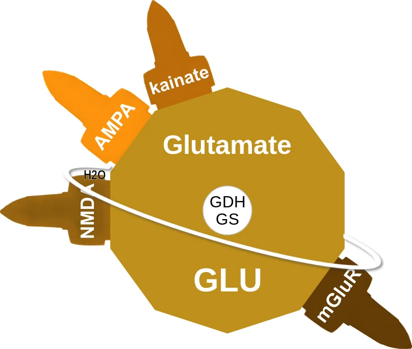 Glutamate ballicule: receptor binding, kinetics and half-life diagram