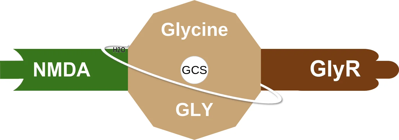 Glycine ballicule: receptor binding, kinetics and half-life diagram