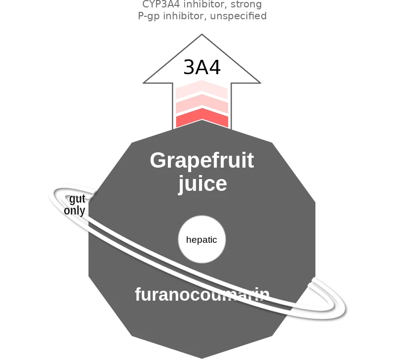 Grapefruit juice ballicule: receptor binding, kinetics and half-life diagram