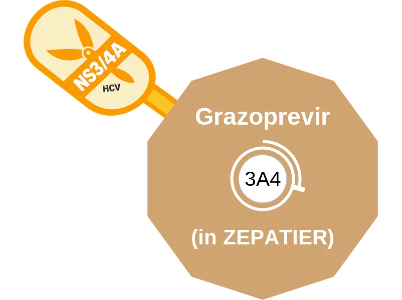 Grazoprevir ballicule: receptor binding, kinetics and half-life diagram