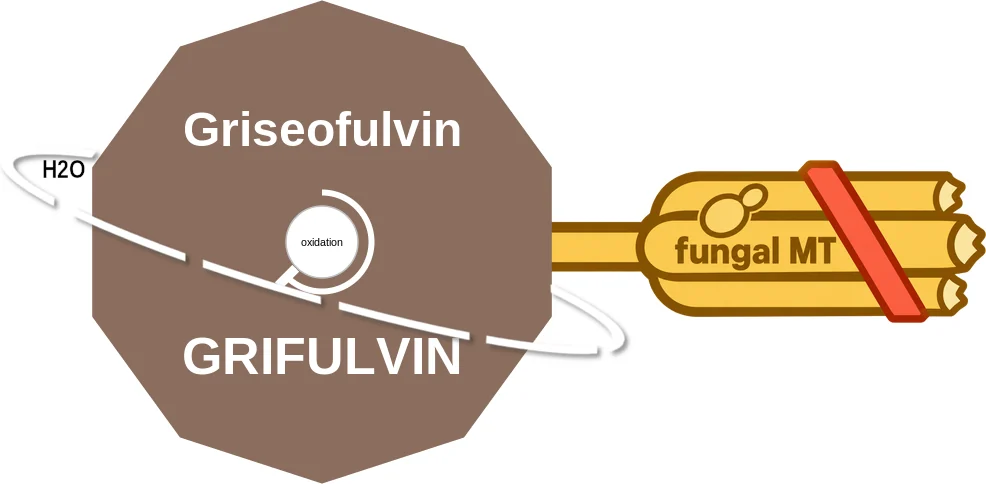 Griseofulvin ballicule: receptor binding, kinetics and half-life diagram