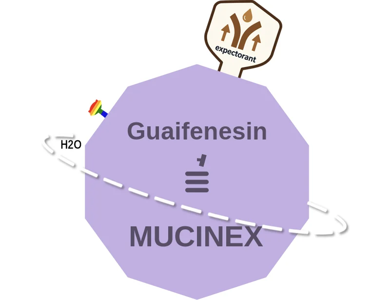 Guaifenesin ballicule: receptor binding, kinetics and half-life diagram