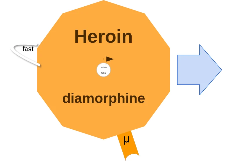 Heroin ballicule: receptor binding, kinetics and half-life diagram