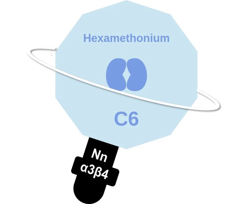 Hexamethonium ballicule: receptor binding, kinetics and half-life diagram