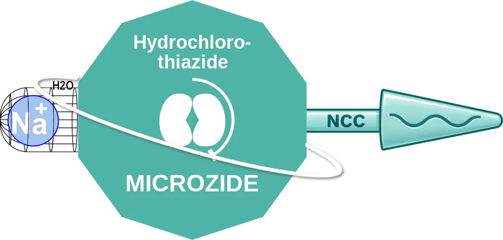 Hydrochlorothiazide ballicule: receptor binding, kinetics and half-life diagram