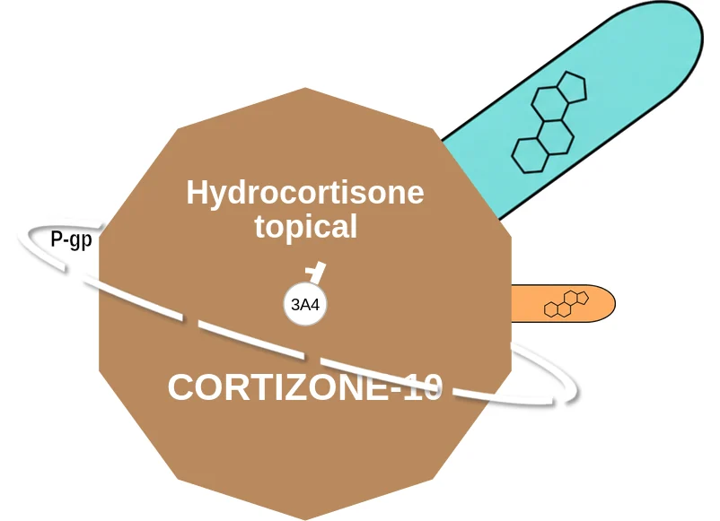 Hydrocortisone topical ballicule: receptor binding, kinetics and half-life diagram