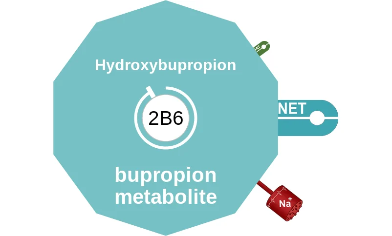 Hydroxybupropion ballicule: receptor binding, kinetics and half-life diagram