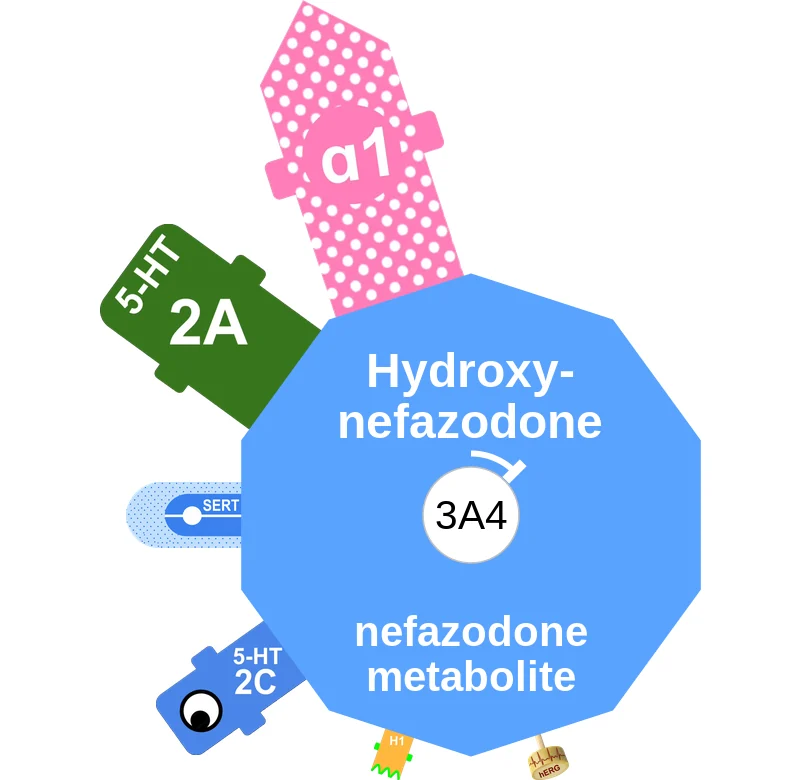 Hydroxynefazodone ballicule: receptor binding, kinetics and half-life diagram
