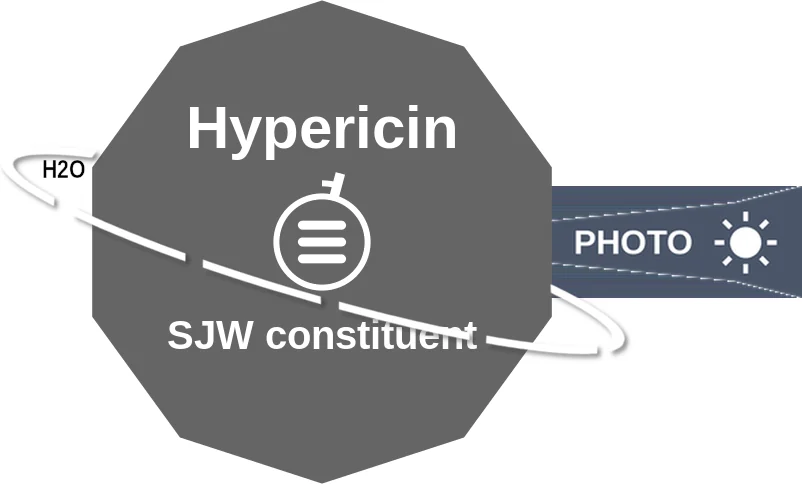 Hypericin ballicule: receptor binding, kinetics and half-life diagram