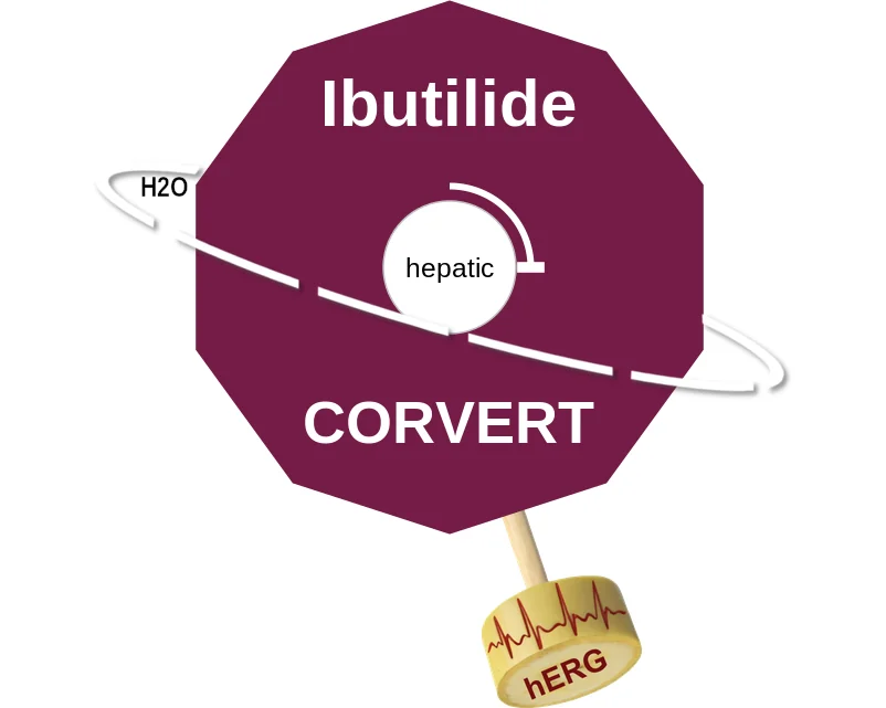 Ibutilide ballicule: receptor binding, kinetics and half-life diagram