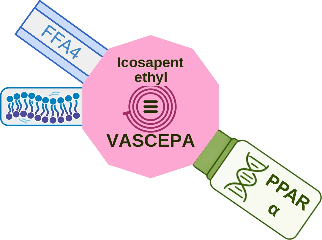 Icosapent ethyl ballicule: receptor binding, kinetics and half-life diagram