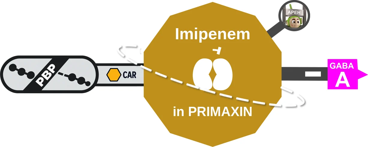 Imipenem ballicule: receptor binding, kinetics and half-life diagram