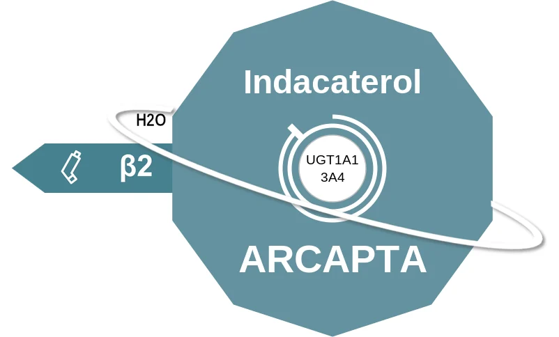 Indacaterol ballicule: receptor binding, kinetics and half-life diagram