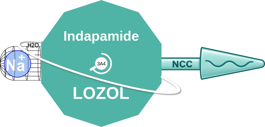 Indapamide ballicule: receptor binding, kinetics and half-life diagram