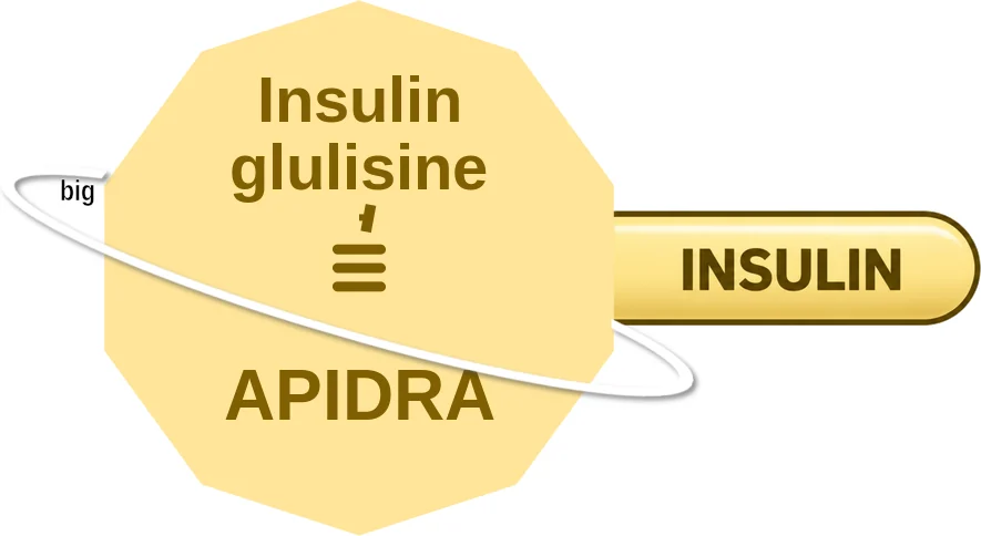 Insulin glulisine ballicule: receptor binding, kinetics and half-life diagram