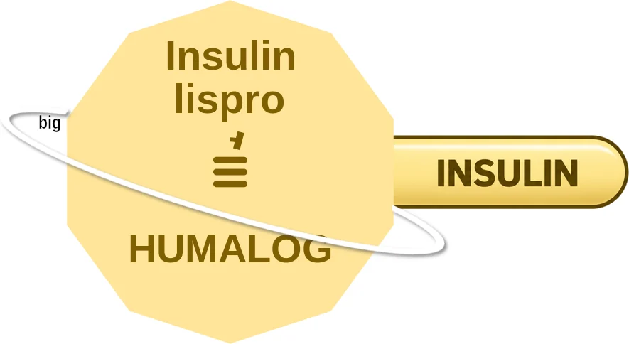 Insulin lispro ballicule: receptor binding, kinetics and half-life diagram