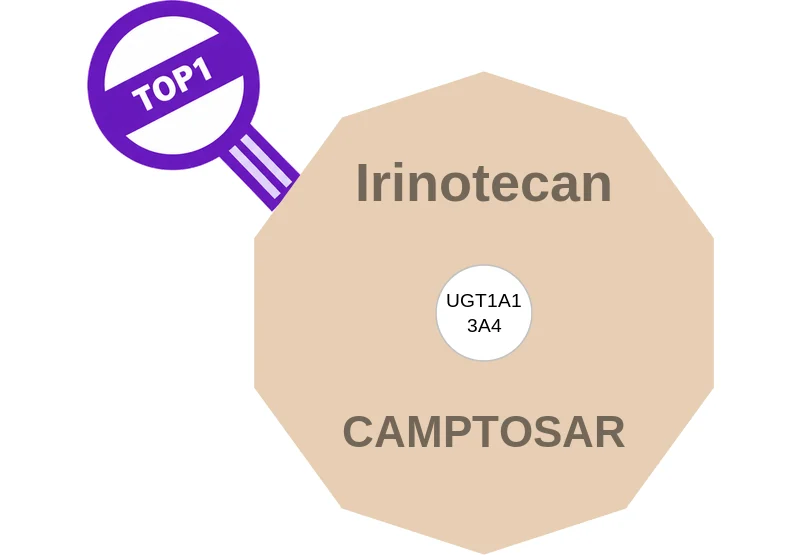 Irinotecan ballicule: receptor binding, kinetics and half-life diagram