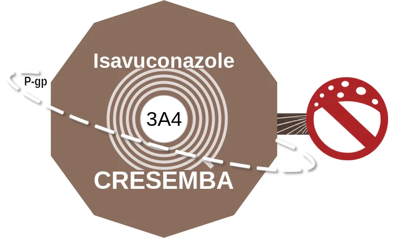 Isavuconazole ballicule: receptor binding, kinetics and half-life diagram