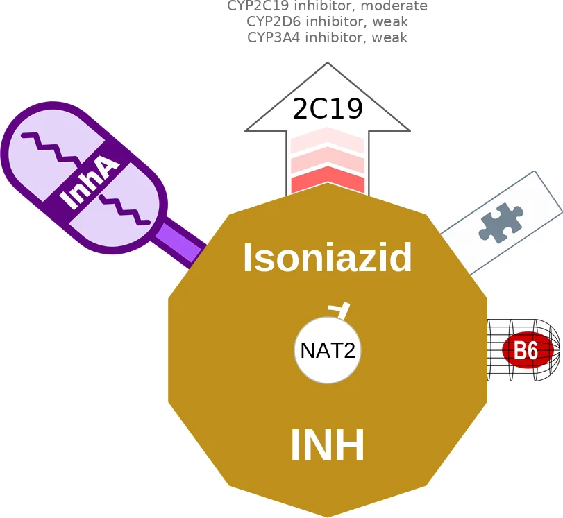 Isoniazid ballicule: receptor binding, kinetics and half-life diagram