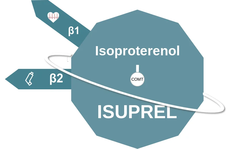 Isoproterenol ballicule: receptor binding, kinetics and half-life diagram
