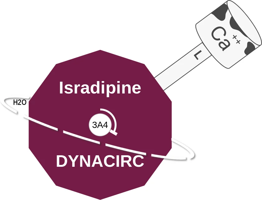 Isradipine ballicule: receptor binding, kinetics and half-life diagram