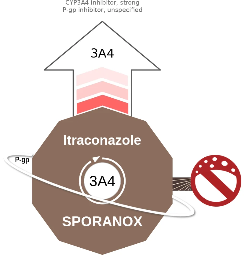 Itraconazole ballicule: receptor binding, kinetics and half-life diagram