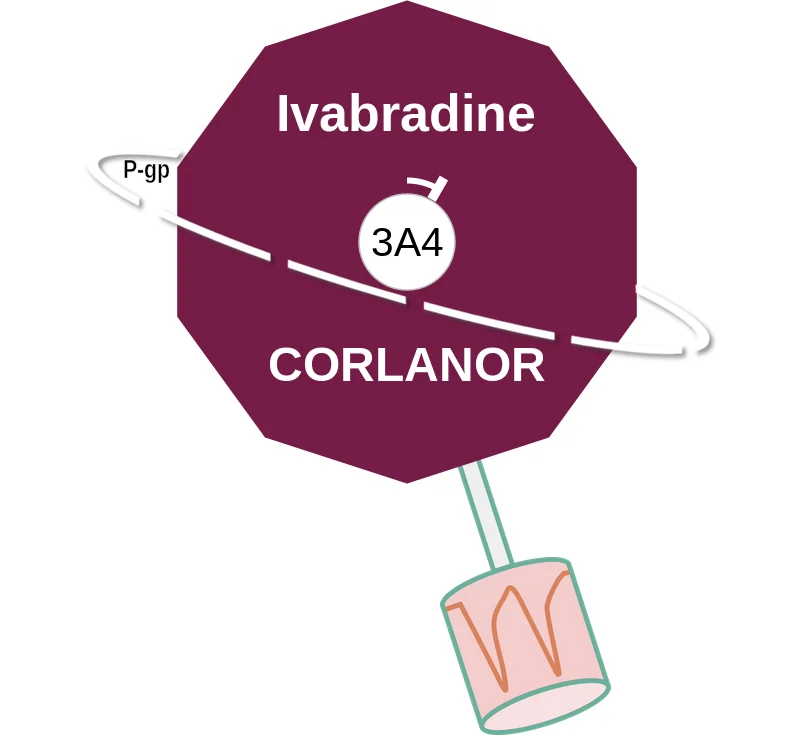 Ivabradine ballicule: receptor binding, kinetics and half-life diagram