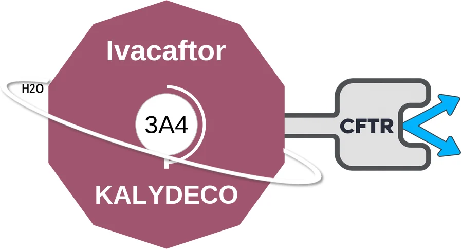 Ivacaftor ballicule: receptor binding, kinetics and half-life diagram