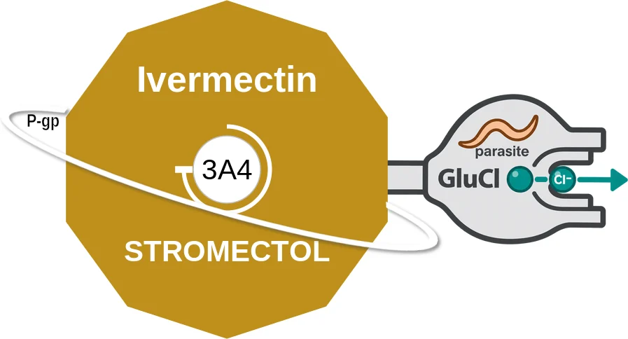 Ivermectin ballicule: receptor binding, kinetics and half-life diagram