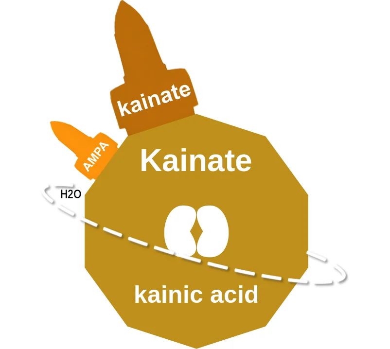 Kainate ballicule: receptor binding, kinetics and half-life diagram