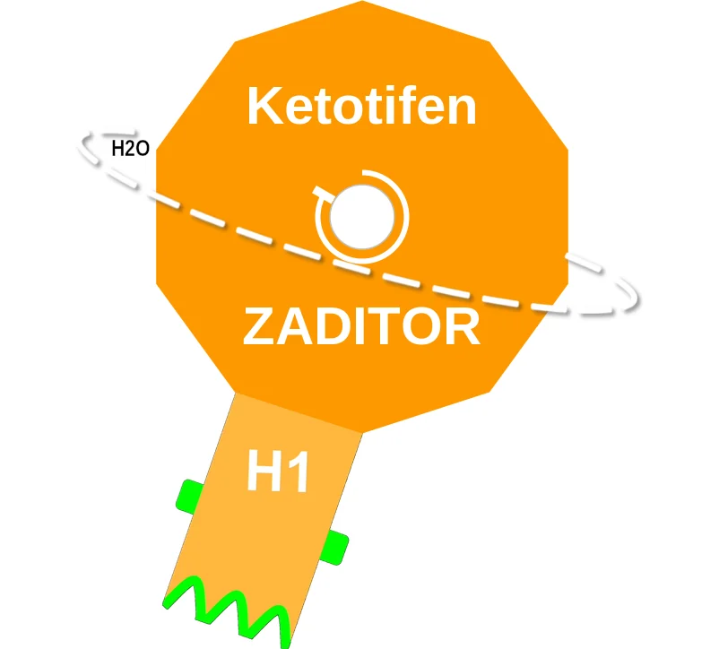 Ketotifen ballicule: receptor binding, kinetics and half-life diagram