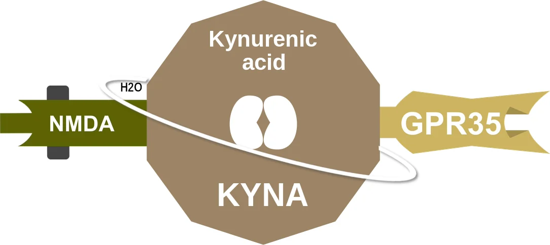 Kynurenic acid ballicule: receptor binding, kinetics and half-life diagram
