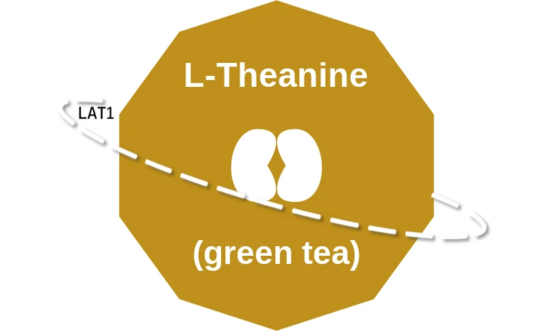 L-Theanine ballicule: receptor binding, kinetics and half-life diagram