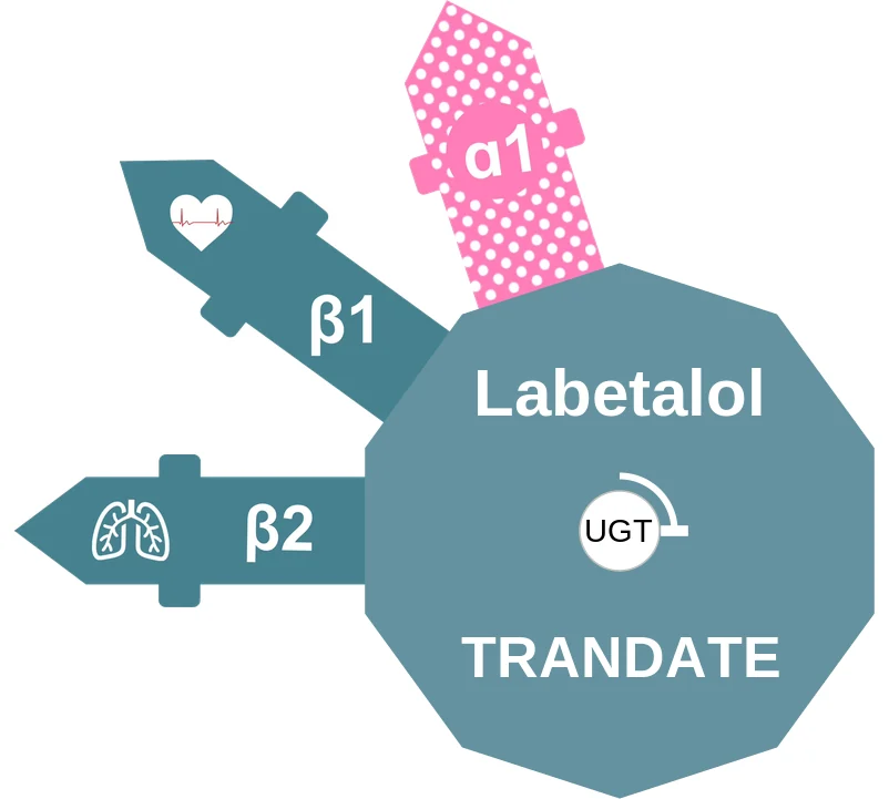 Labetalol ballicule: receptor binding, kinetics and half-life diagram