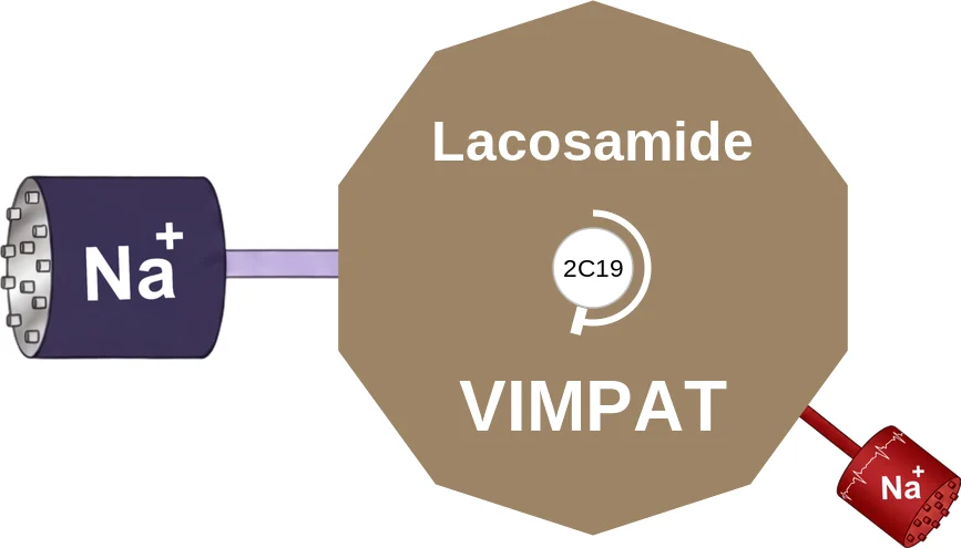 Lacosamide ballicule: receptor binding, kinetics and half-life diagram