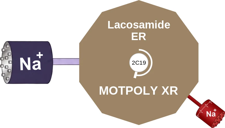 Lacosamide ER ballicule: receptor binding, kinetics and half-life diagram