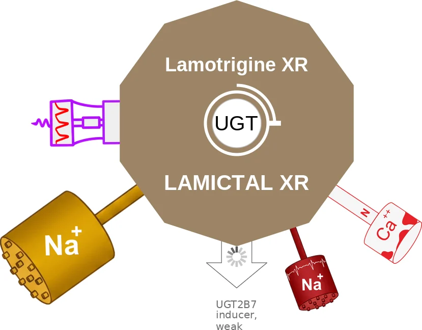 Lamotrigine XR ballicule: receptor binding, kinetics and half-life diagram