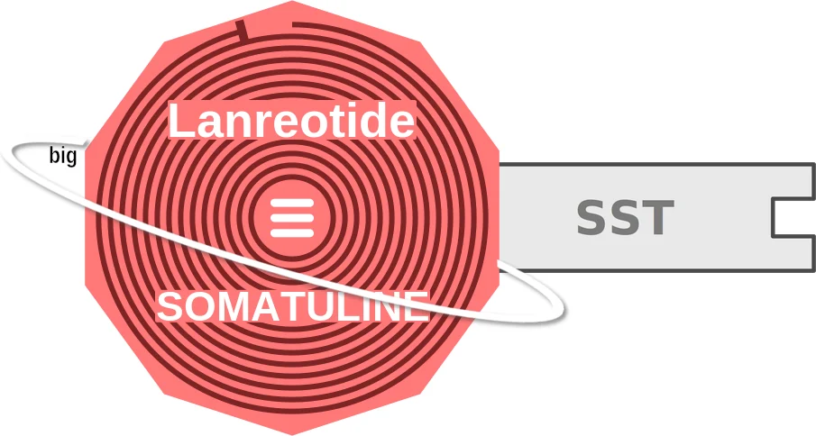 Lanreotide ballicule: receptor binding, kinetics and half-life diagram