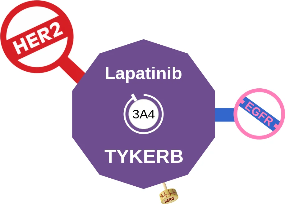Lapatinib ballicule: receptor binding, kinetics and half-life diagram
