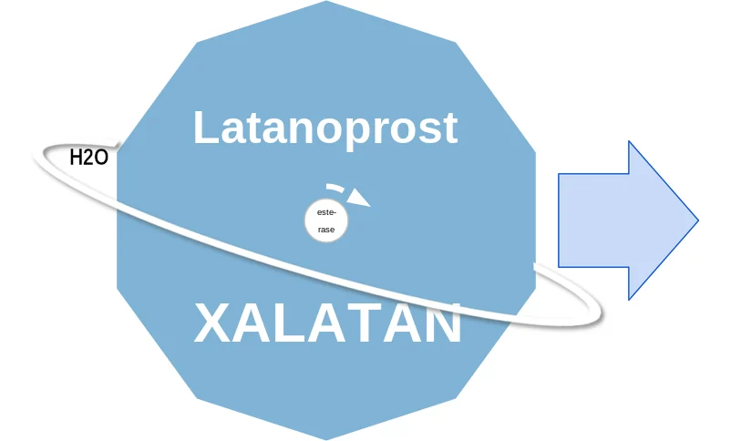 Latanoprost ballicule: receptor binding, kinetics and half-life diagram