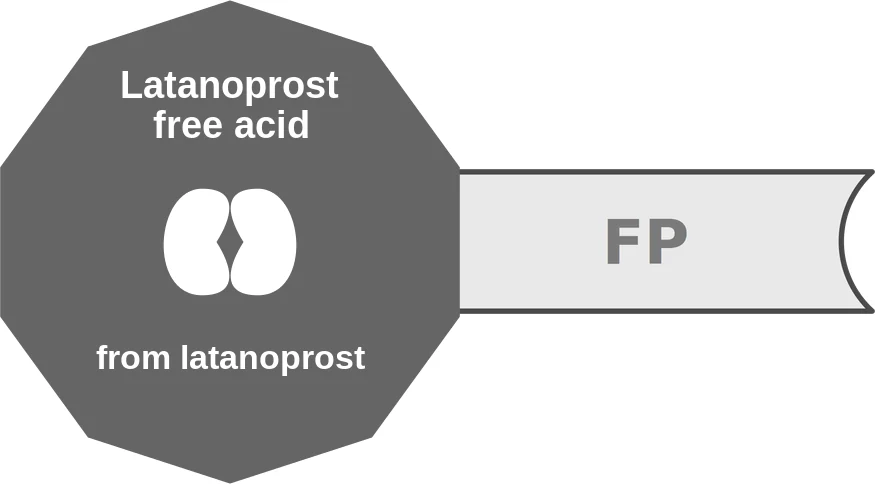 Latanoprost free acid ballicule: receptor binding, kinetics and half-life diagram