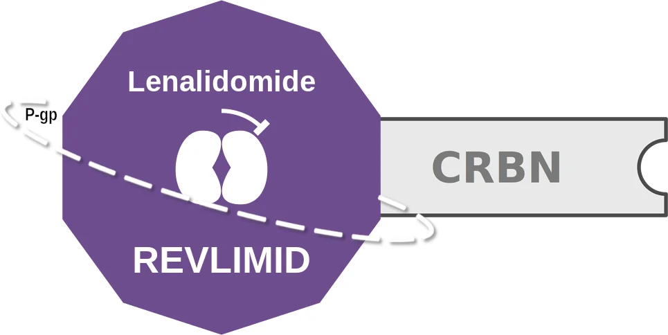 Lenalidomide ballicule: receptor binding, kinetics and half-life diagram