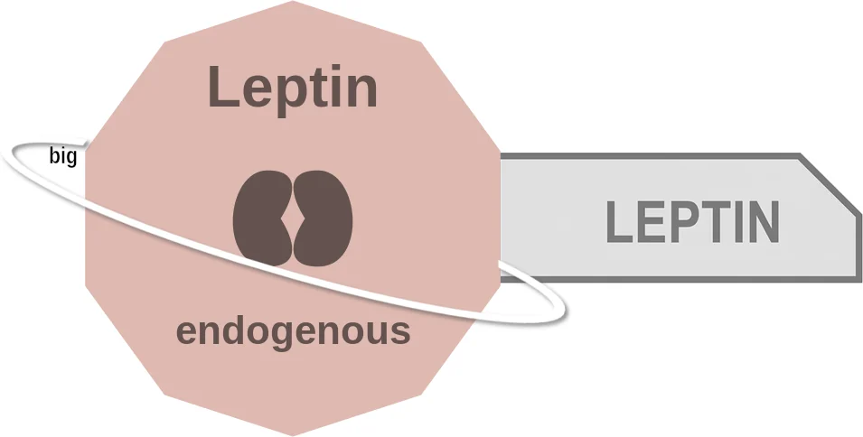 Leptin ballicule: receptor binding, kinetics and half-life diagram