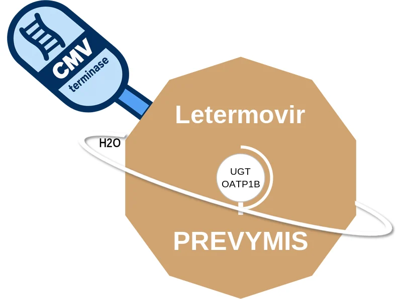 Letermovir ballicule: receptor binding, kinetics and half-life diagram