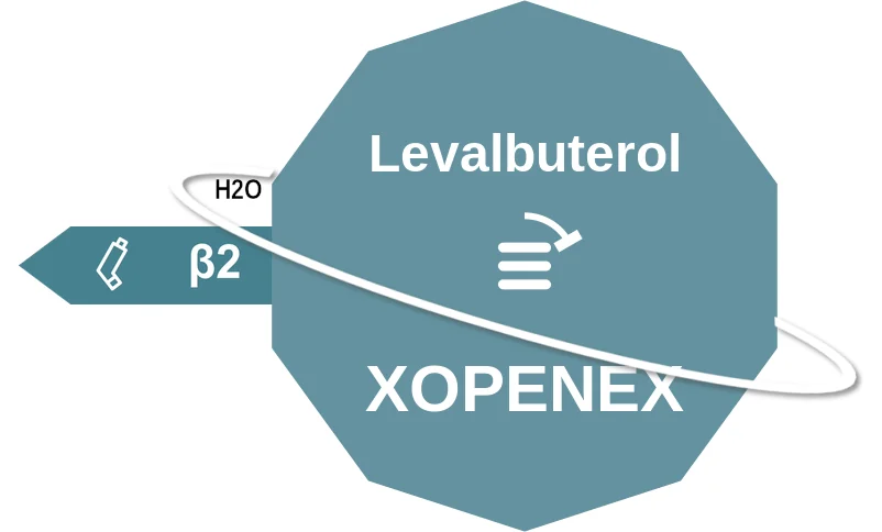 Levalbuterol ballicule: receptor binding, kinetics and half-life diagram
