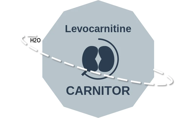 Levocarnitine ballicule: receptor binding, kinetics and half-life diagram