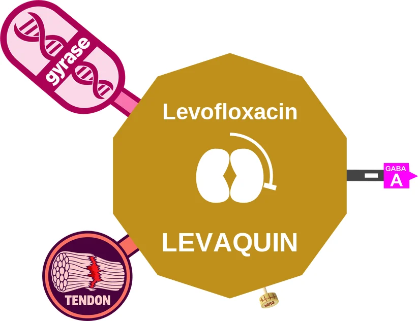 Levofloxacin ballicule: receptor binding, kinetics and half-life diagram